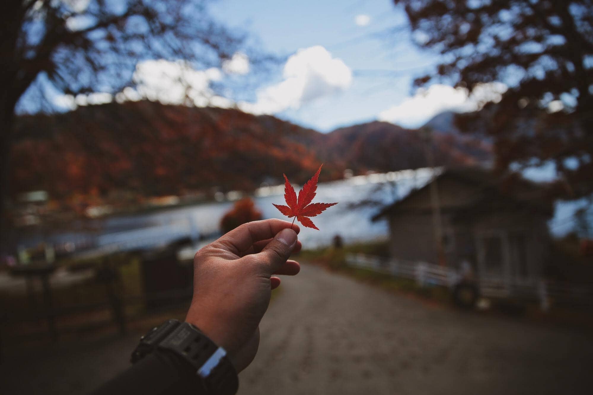 red maple leaf cannabis